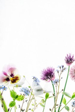 Güzel yaz çiçekleri