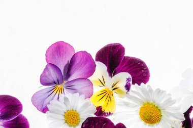 güzel homo çiçekler 