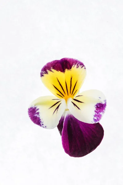Gyönyörű árvácska virág — Stock Fotó