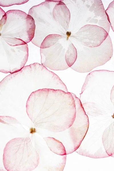 Anbud hortensia kronblad — Stockfoto