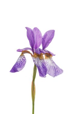 Tek iris çiçeği