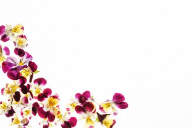 güzel homo çiçekler 