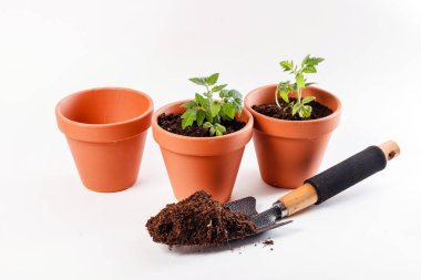 Genç domates fidesi 