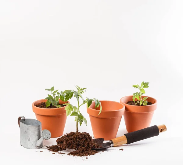 Young tomato seedlings — Stock Photo, Image