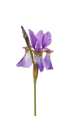 ihale Iris çiçeği