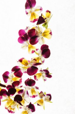 İhale Hercai Menekşe çiçek