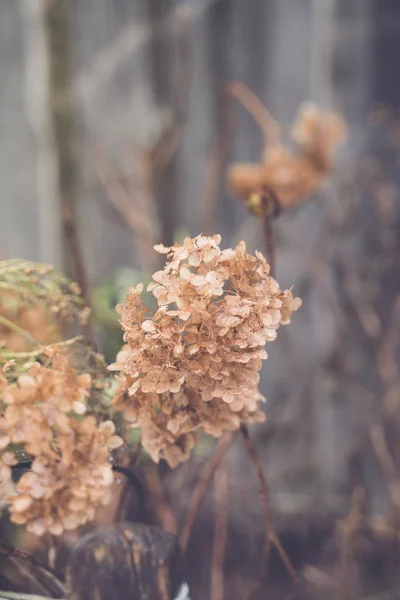 Hortensias secas flores — Foto de Stock