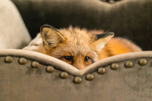 Puszysty red fox — Zdjęcie stockowe