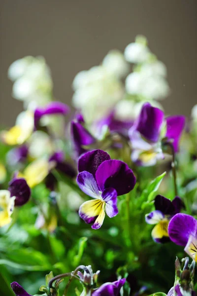 柔らかい春の花束 — ストック写真