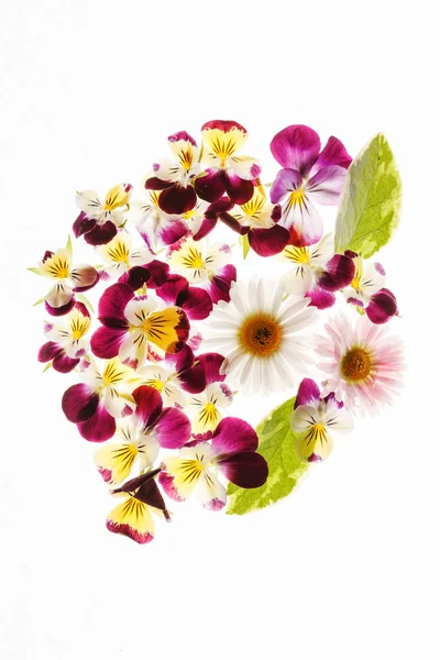 Προσφορά pansies λουλούδια — Φωτογραφία Αρχείου