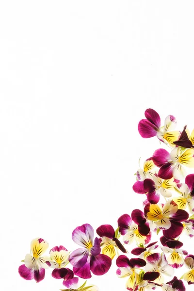 Προσφορά pansies λουλούδια — Φωτογραφία Αρχείου