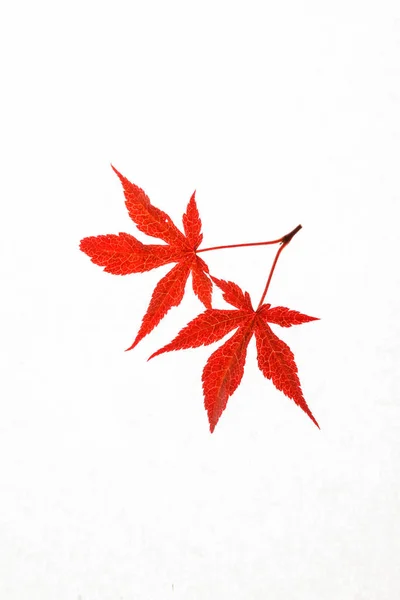 红秋叶 — 图库照片