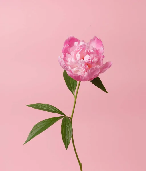 Свіжі рожевий півонія — стокове фото