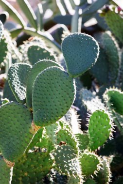 büyük yeşil kaktüs