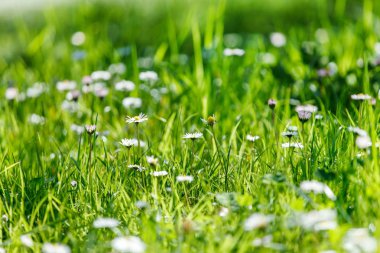 papatya çiçekleri alan