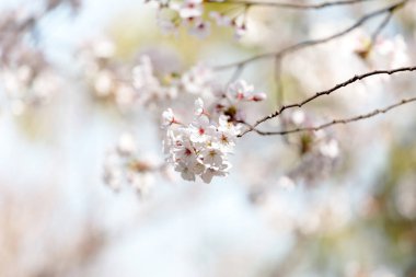 Bahar çiçekli ağaç