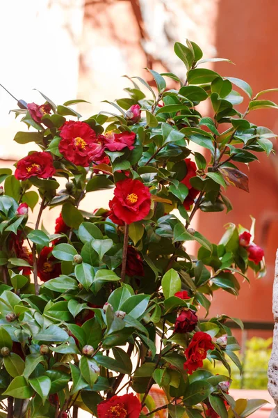 Arbusto de rosas rojas — Stockfoto
