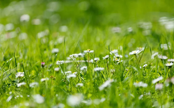 Campo de flores de Margarita — Foto de Stock