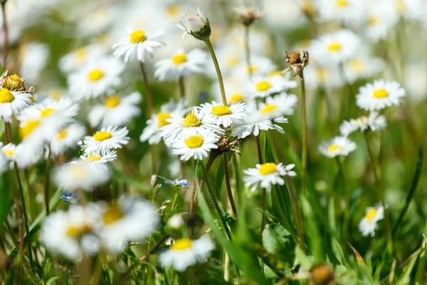 papatya çiçekleri alan