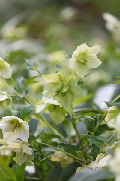 Fiori che crescono in giardino — Foto Stock