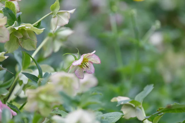 Fiori che crescono in giardino — Foto Stock