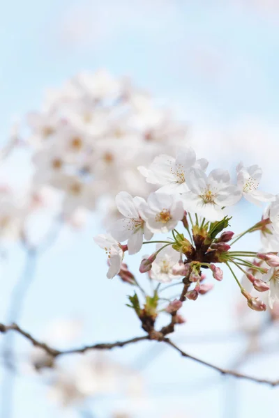 Kevät kukkiva puu — kuvapankkivalokuva