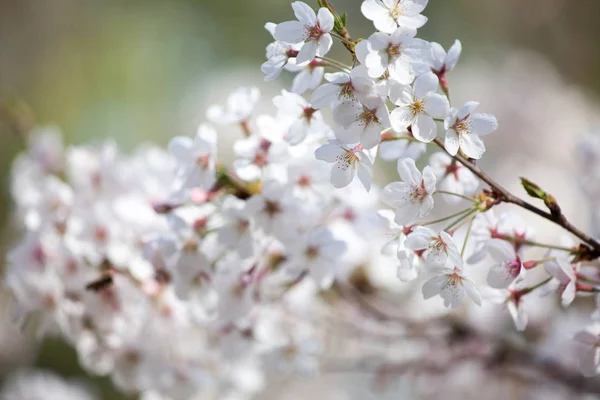 Wiosną kwitnące drzewo — Zdjęcie stockowe