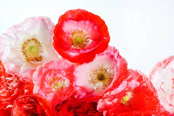 Inschrijving poppy bloemen — Stockfoto