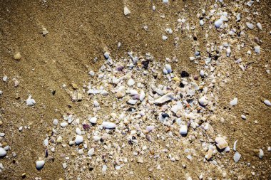 kabukları ile kum plaj