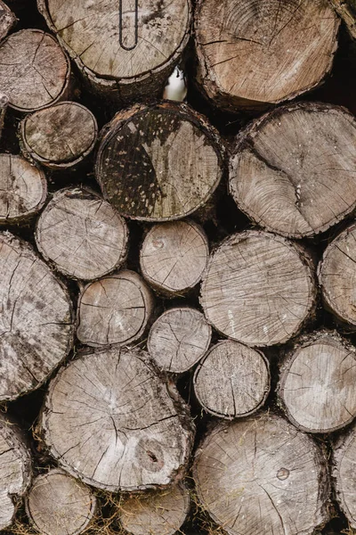 Ταπετσαρία από ξύλινα κούτσουρα — Φωτογραφία Αρχείου