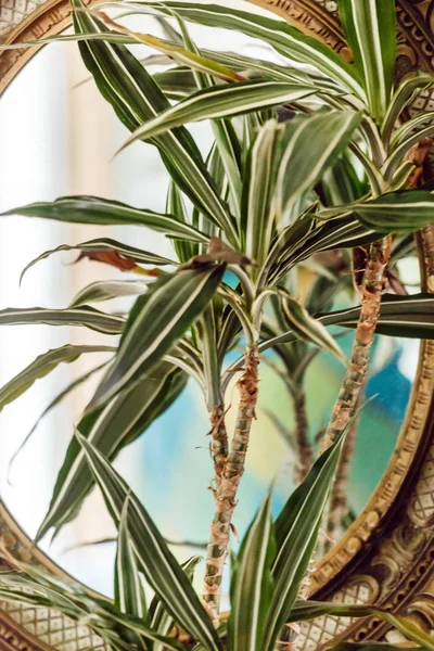 Plant in vintage mirror — Stock Photo, Image