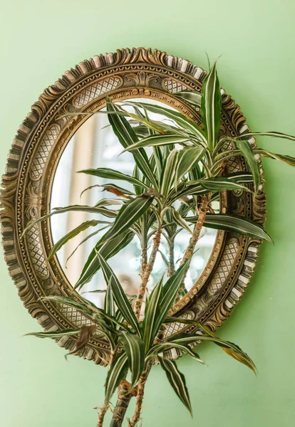 Plant in vintage mirror — Stock Photo, Image