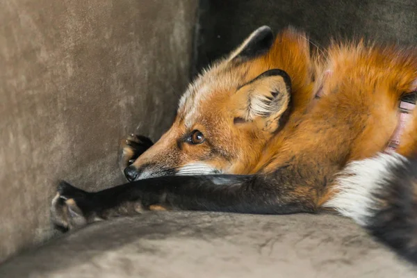 蓬松的红狐狸 — 图库照片