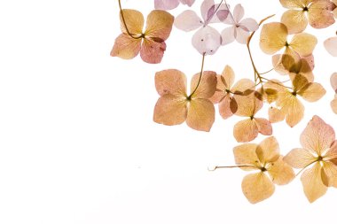 Beyaz arka plan üzerinde kuru ortanca 