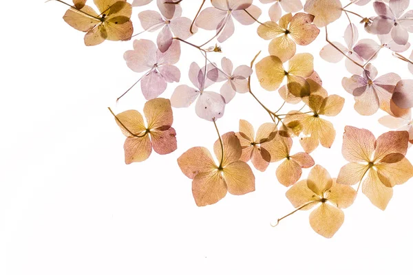 Hortensia seca sobre fondo blanco — Foto de Stock