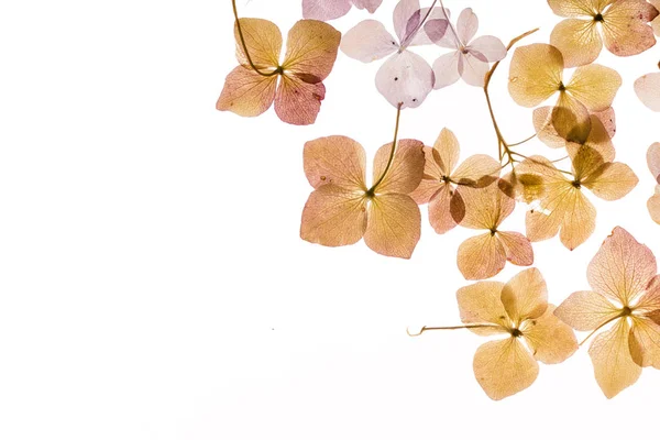 Beyaz arka plan üzerinde kuru ortanca 