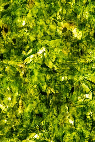 緑海苔背景 — ストック写真