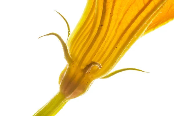 Gele courgette bloem — Stockfoto