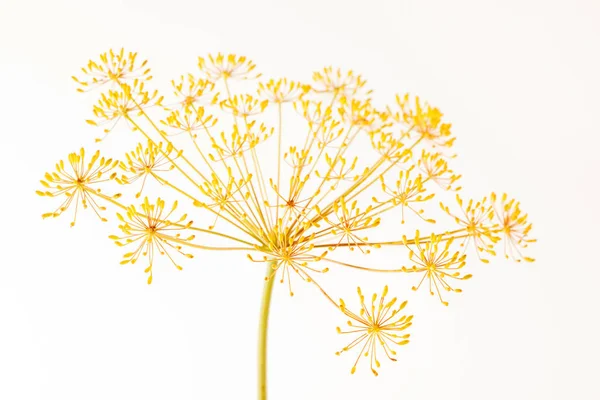 Sarı dereotu çiçek — Stok fotoğraf