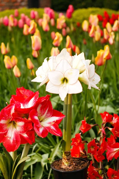 Fioritura giardino primaverile — Foto Stock