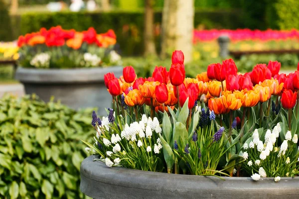 Floreciente jardín de primavera —  Fotos de Stock