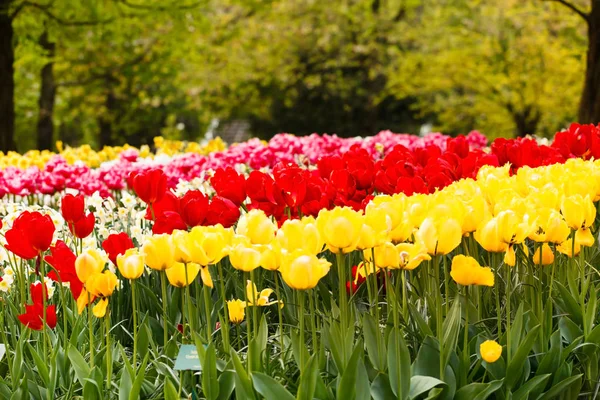 Floreciente jardín de primavera — Foto de Stock