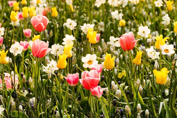 Daisy and tulips flowers field — Stock Photo, Image