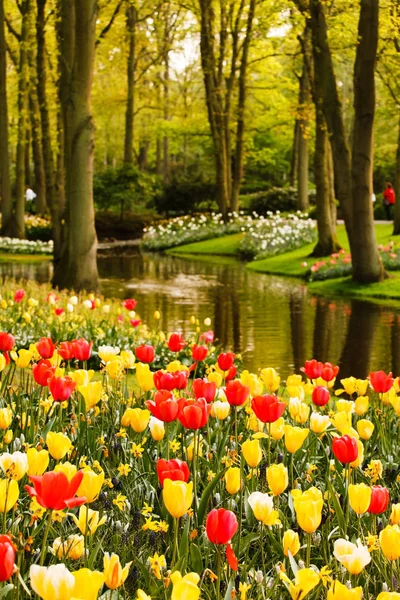 Tulipanes primavera jardín — Foto de Stock