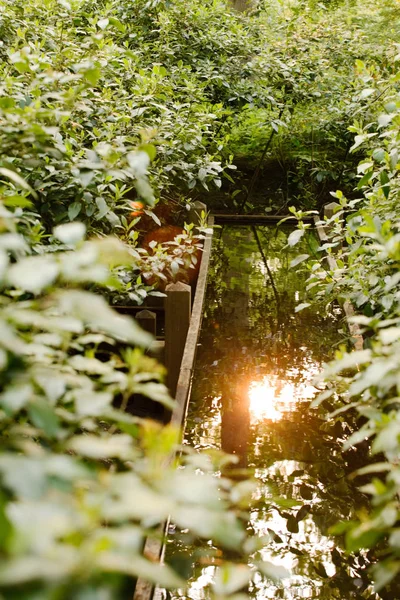 森川で太陽の反射 — ストック写真