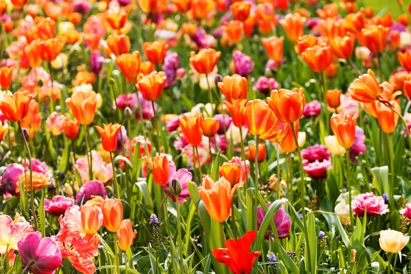 Våren fält av tulpaner i Holland — Stockfoto