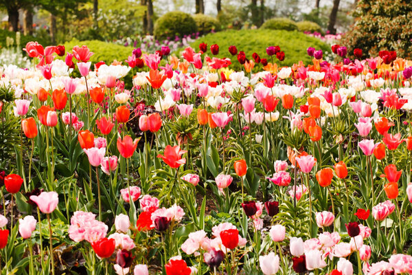 beautiful spring fields of tulips
