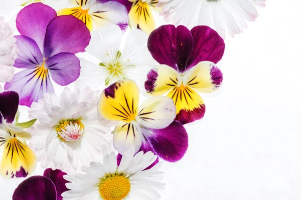 Flores de pálias coloridas — Fotografia de Stock