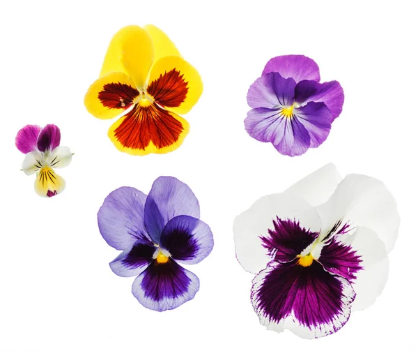 Colorful pansy flowers — Stock Photo, Image