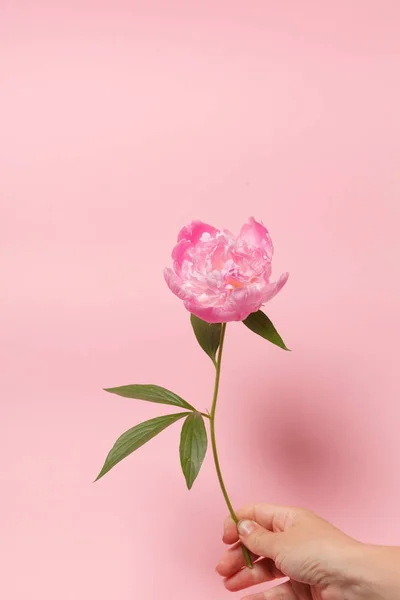 Fresh peony in the hand — Stock Photo, Image